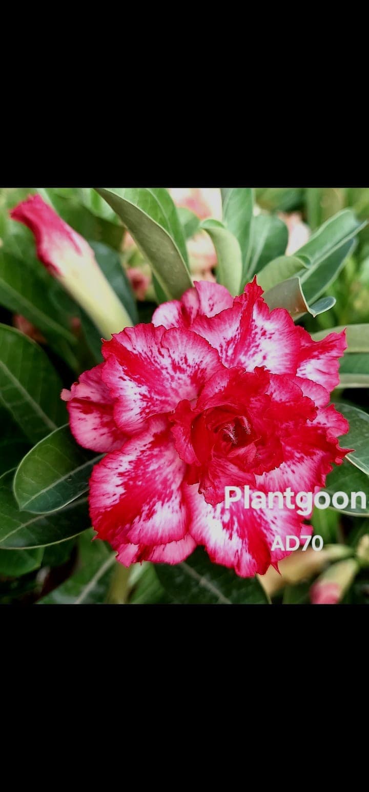 PLANTGOON AD 70