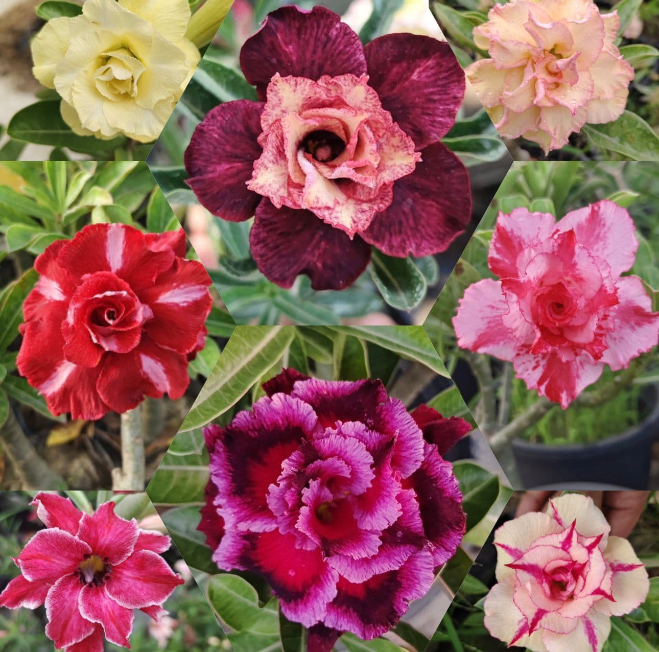 Combo offers - image 1