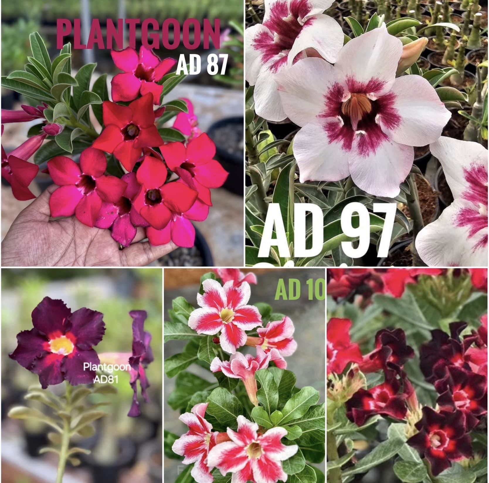 PLANTGOON SINGLE PETALS 5 COMBO