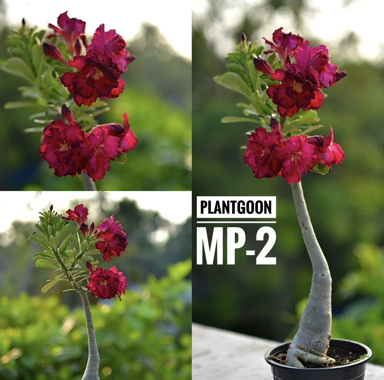 PURPLE ROSE MP2
