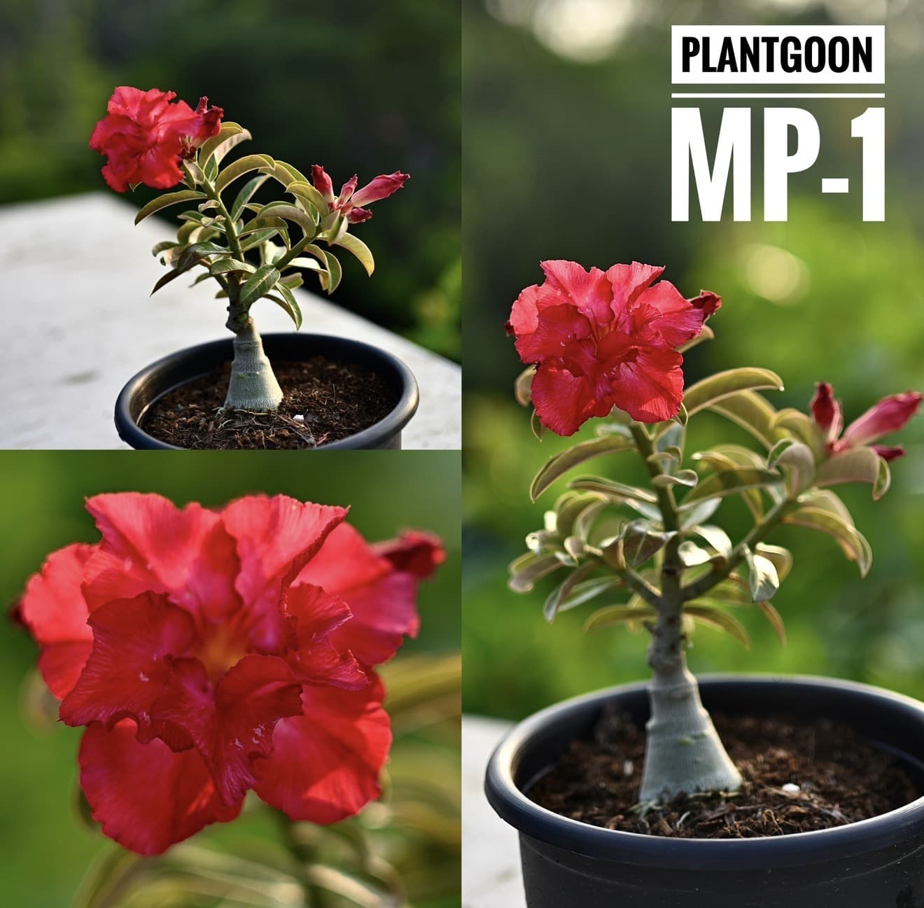THAI PEACH MP1