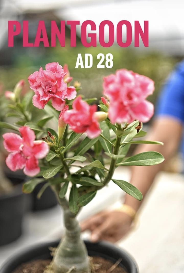 PLANTGOON AD 28