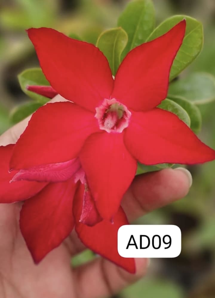 PLANTGOON AD 09