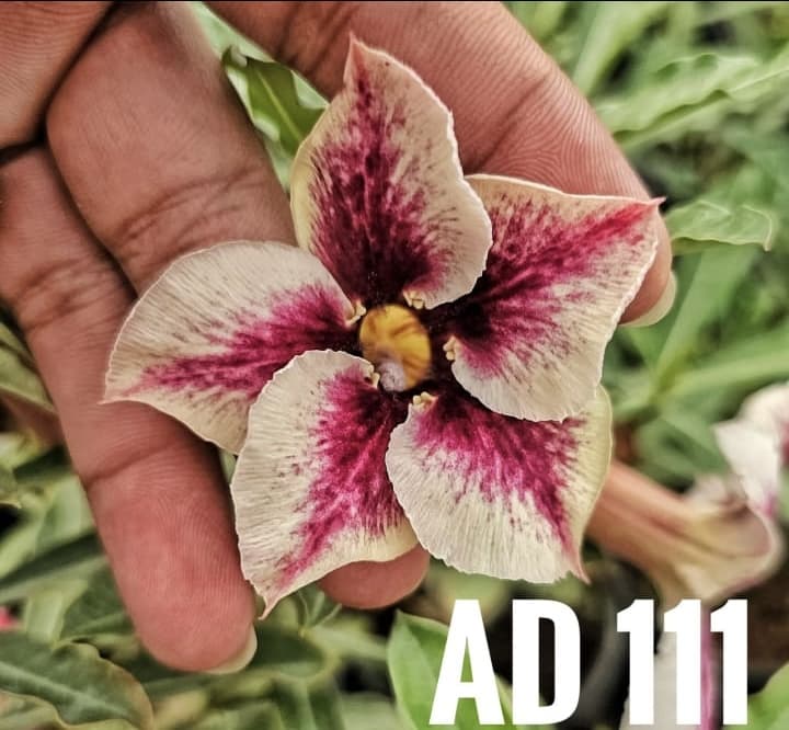 PLANTGOON AD 111