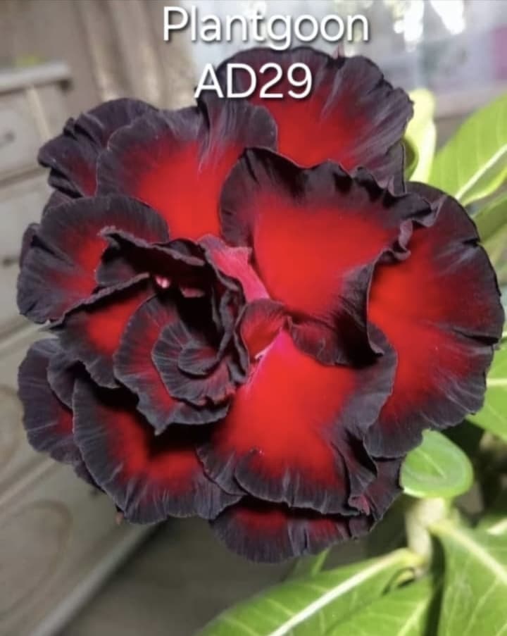 PLANTGOON AD 29