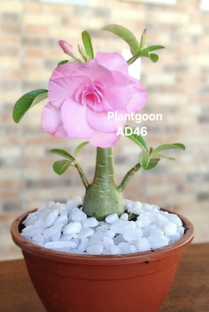 PLANTGOON AD 46