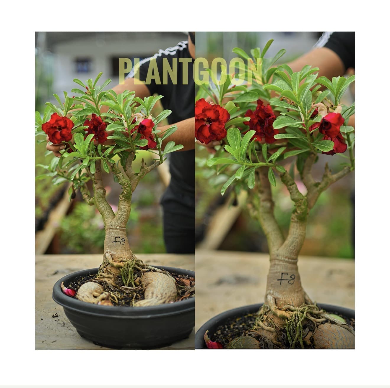 F8 CIAM RED
