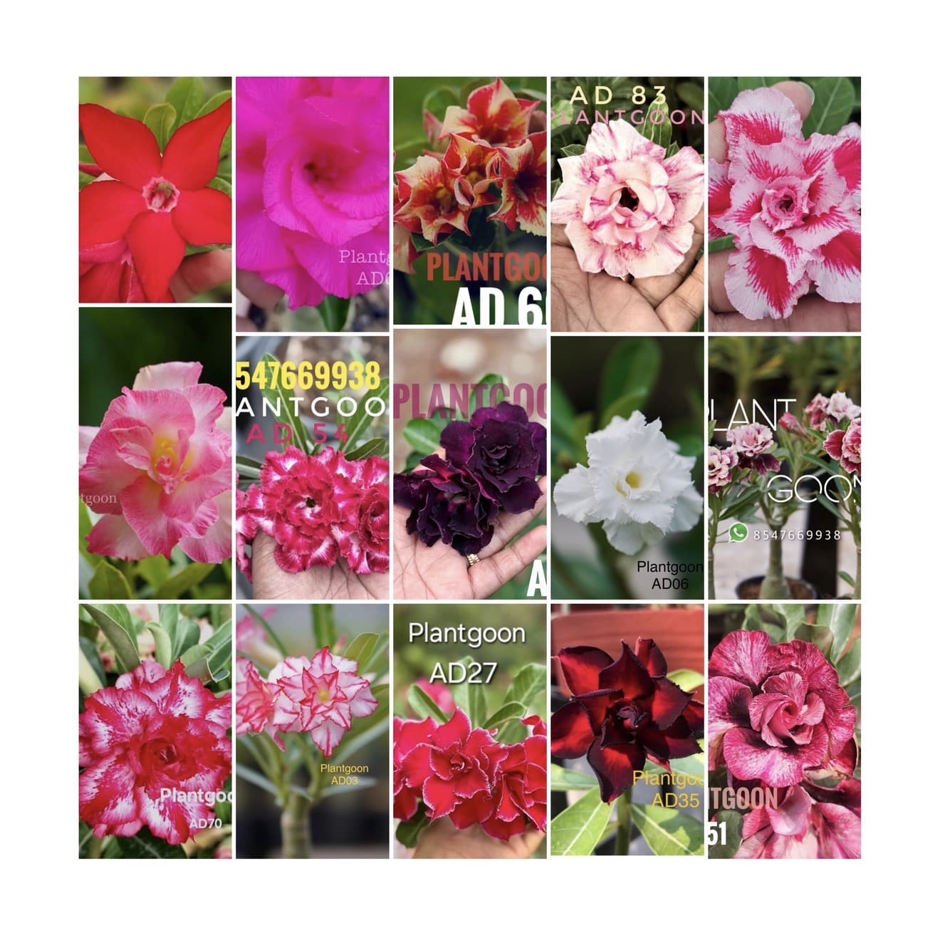 A15 Adenium combo