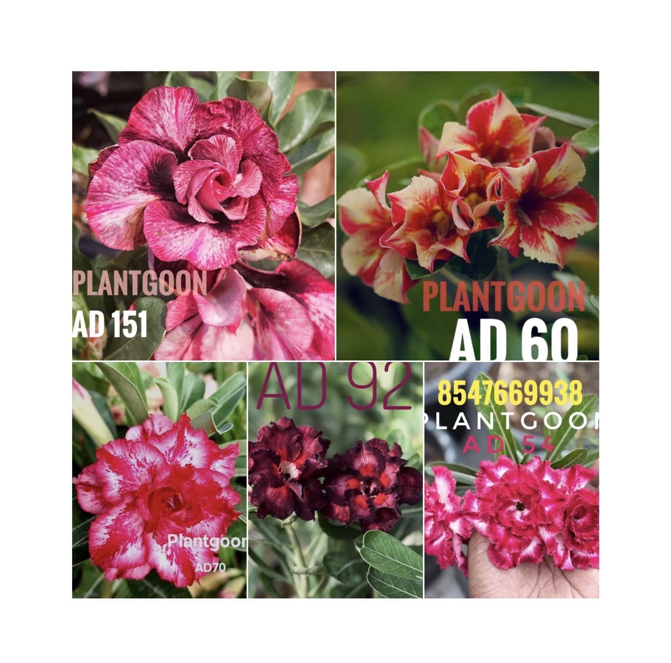 L1 Adenium combo 5 offer