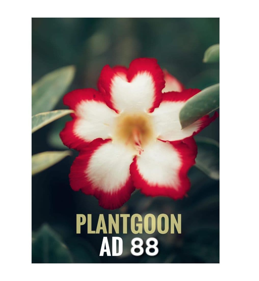 PLANTGOON AD 88