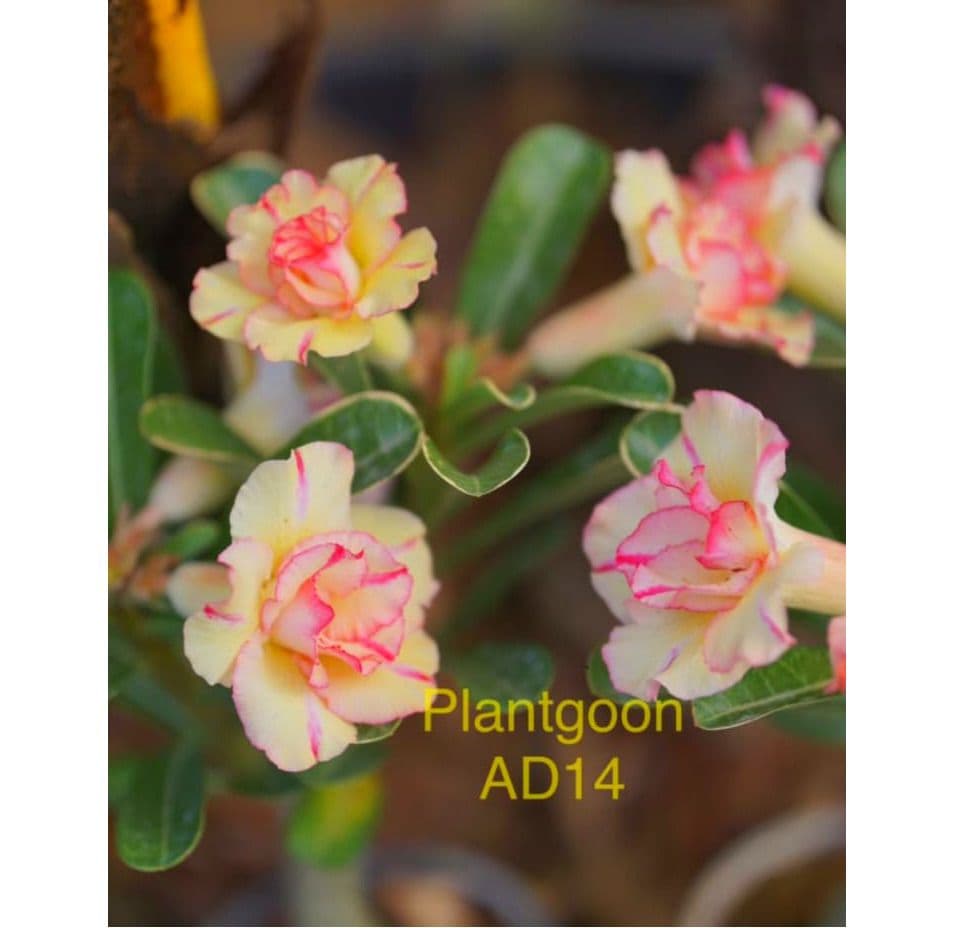 PLANTGOON AD 14