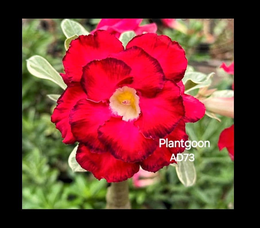 PLANTGOON AD 73